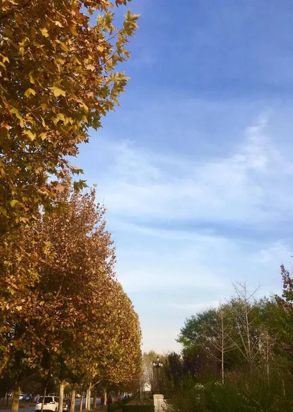 Paisaje Otoñal Con Árboles Árboles — Foto de Stock