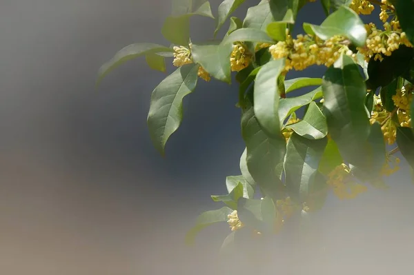 树木分枝的近景 — 图库照片