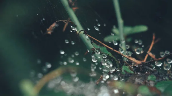 Gotas Agua Una Hoja Flora Húmeda — Foto de Stock