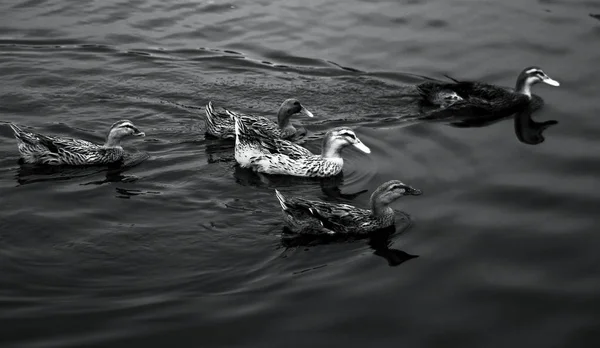 Vista Patos Lago Durante Día Concepto Vida Silvestre — Foto de Stock