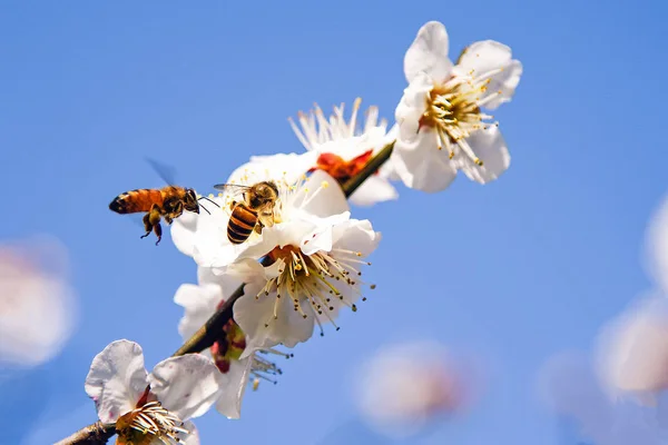 Rama Árbol Floreciente Con Brotes Flores Primavera — Foto de Stock