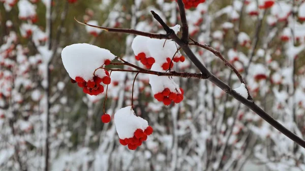 Fagyasztott Vörös Bogyók Egy Ágon Télen — Stock Fotó