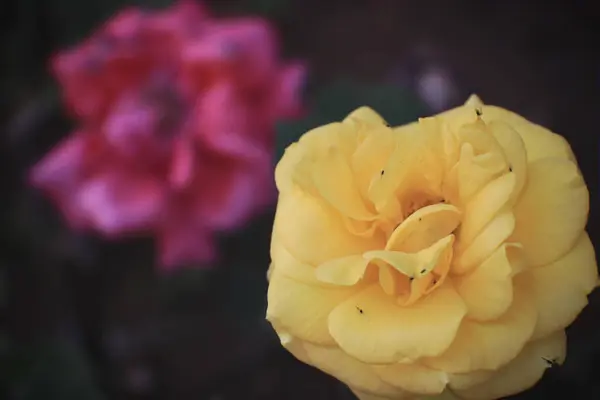 Hermosa Rosa Jardín Flores Pétalos Flora Verano — Foto de Stock