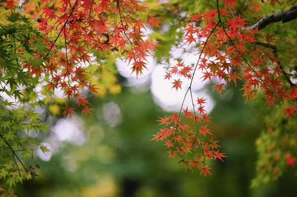 秋天的叶子 秋天的季节和树叶 — 图库照片