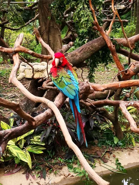 parrot bird, fauna animal