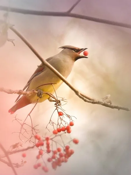 Sevimli Bir Kuş Manzarası — Stok fotoğraf