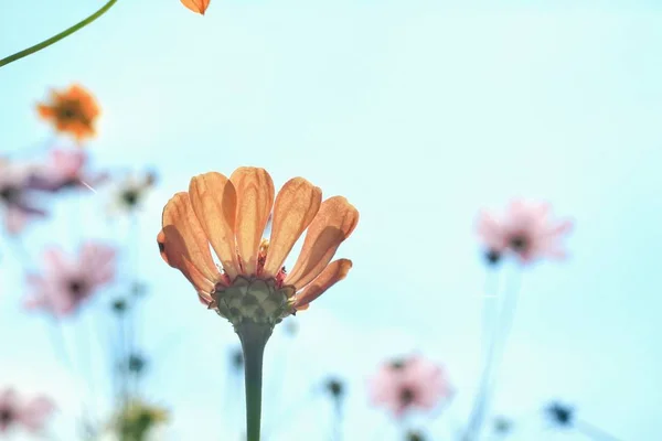 Hermosa Flor Rosa Jardín — Foto de Stock