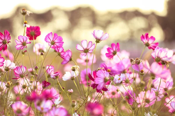 Flores Del Cosmos Jardín — Foto de Stock