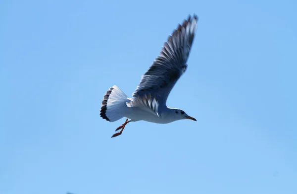 bird flight, flying bird, nature and fauna