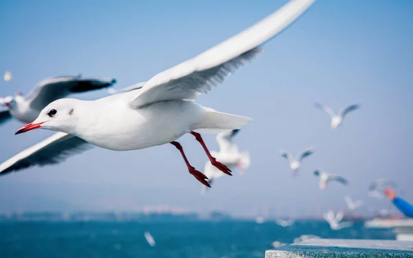 bird flight, flying bird, nature and fauna