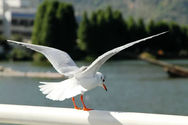 bird flight, flying bird, nature and fauna