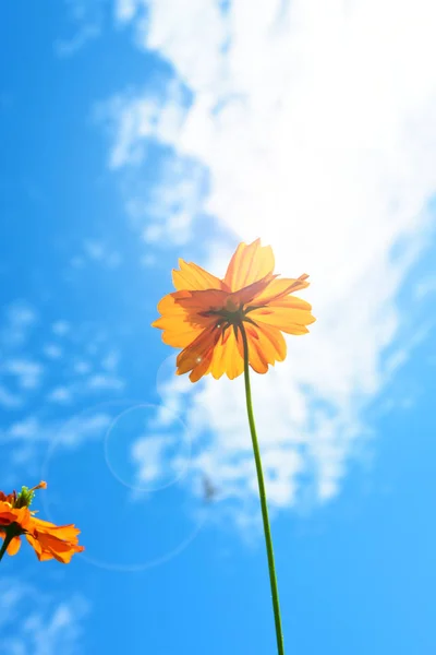 view of cute flowers