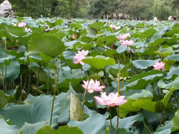 Flor Loto Estanque — Foto de Stock