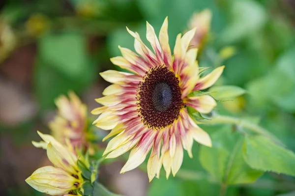 beautiful  sunflowers, yellow flowers flora