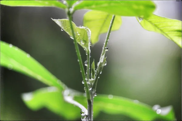 Foglia Verde Goccia Acqua — Foto Stock