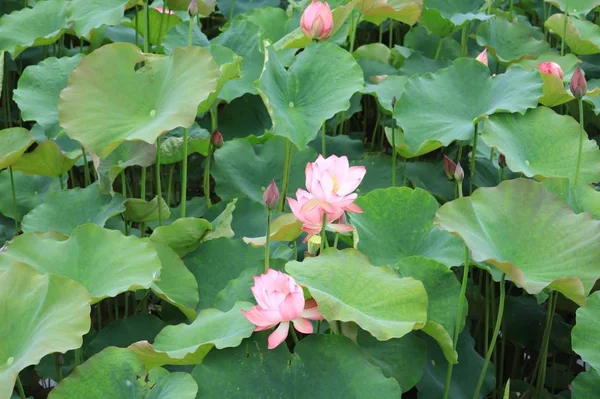 Flor Loto Jardín — Foto de Stock