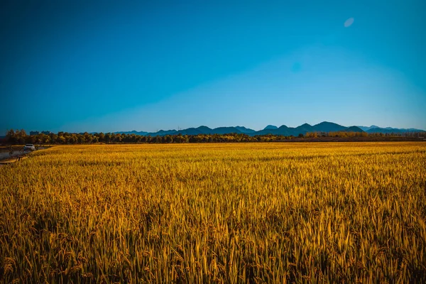 Campo Trigo Por Mañana — Foto de Stock