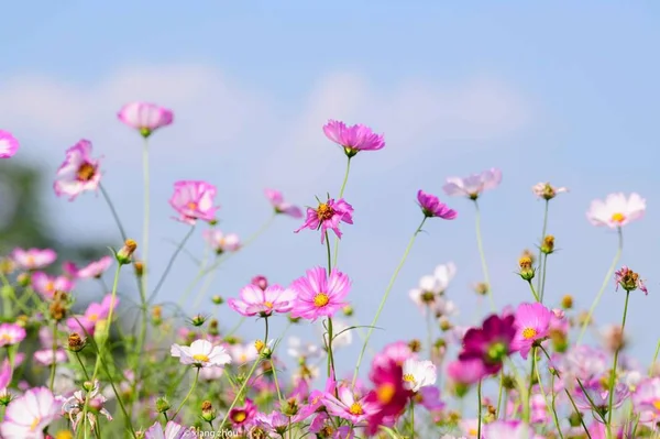Flores Del Cosmos Jardín — Foto de Stock