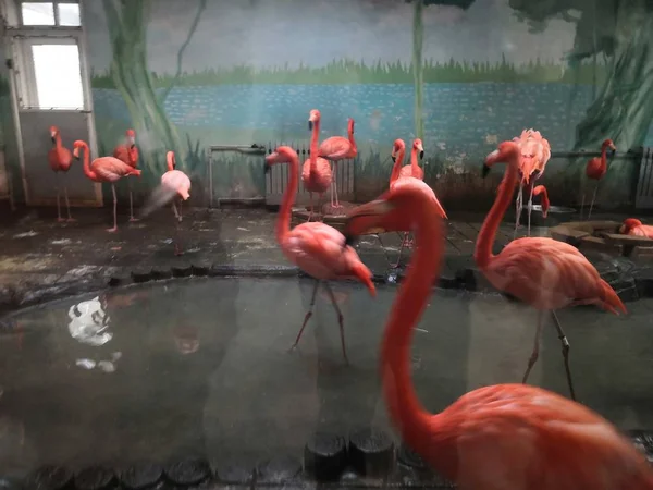 Flamingo Aves Animais Flora Fauna — Fotografia de Stock