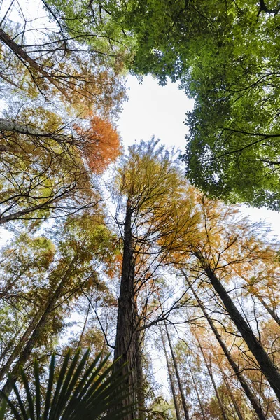 trees in forest, flora and nature