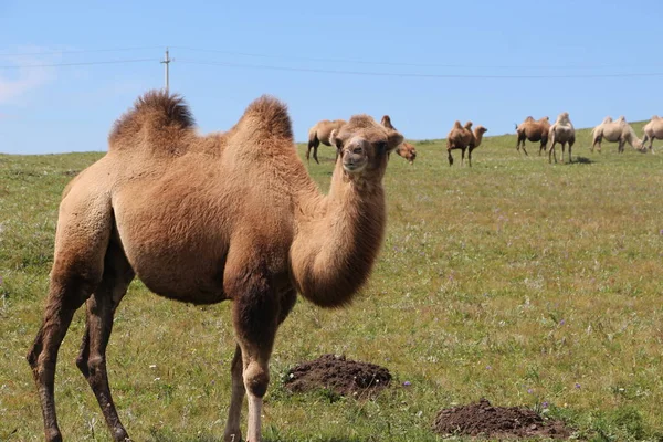 Camello Campo — Foto de Stock