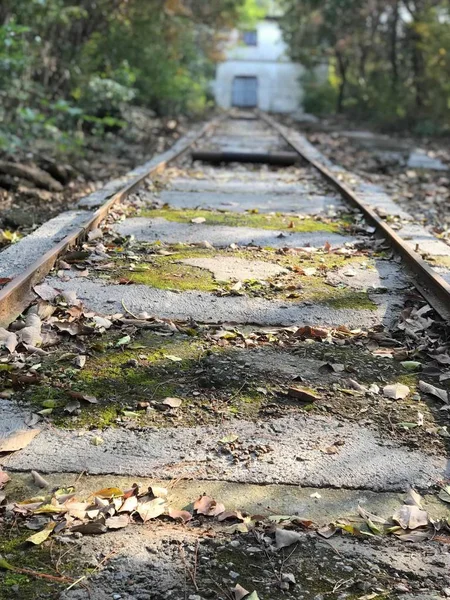 old railroad tracks in the forest