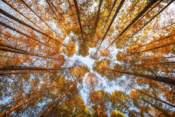 森の木々 — ストック写真
