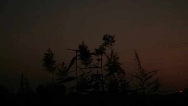 Hermoso Paisaje Nocturno Con Árboles Niebla — Foto de Stock