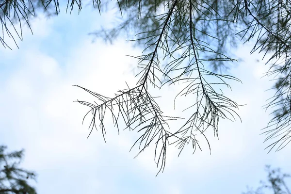 Ramas Árbol Sobre Fondo Cielo Azul — Foto de Stock