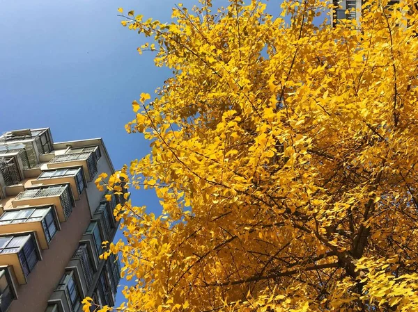 Paisaje Otoñal Con Hojas Coloridas — Foto de Stock