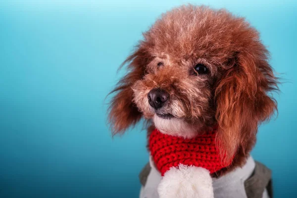 Bonito Filhote Cachorro Estúdio Fundo Azul — Fotografia de Stock