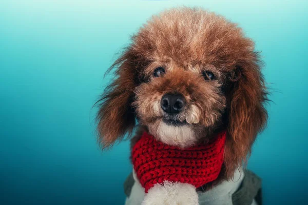 Bonito Cachorro Cão Estúdio Fundo Azul — Fotografia de Stock