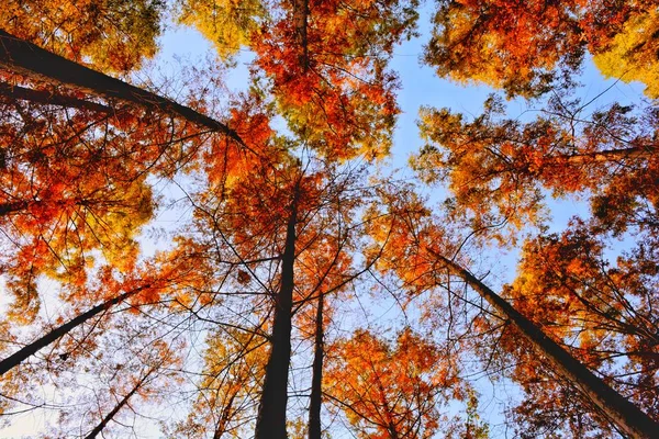 Follaje Hojas Otoño Temporada Otoño Flora — Foto de Stock