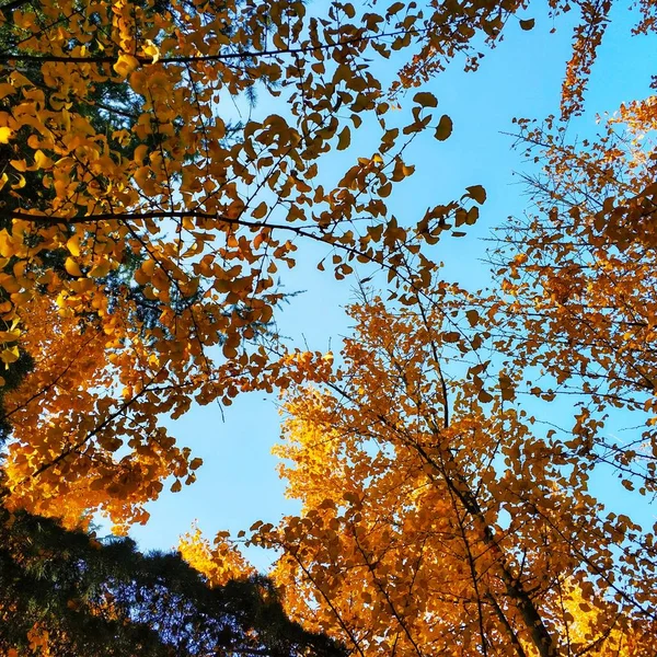 Hojas Otoño Temporada Otoño Flora — Foto de Stock