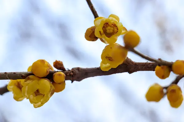 stock image nature flora, branches and trees