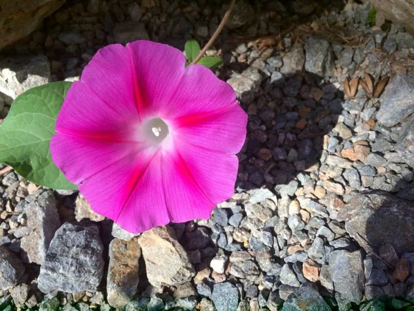 beautiful pink flower on the beach