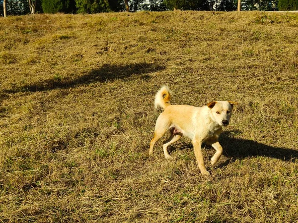 Perro Parque — Foto de Stock