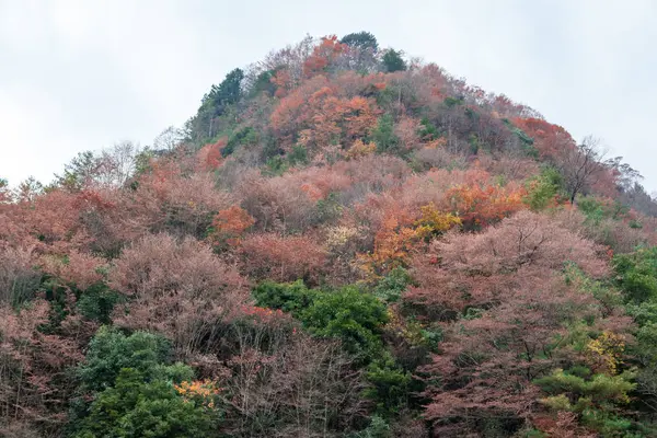 Hermoso Paisaje Con Árboles Forestales — Foto de Stock