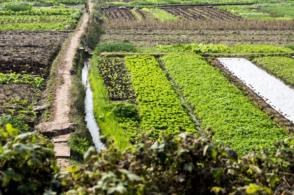 Grüntee Plantagen Auf Dem Land — Stockfoto