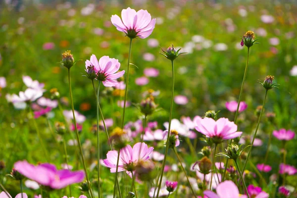 Flores Del Cosmos Jardín —  Fotos de Stock