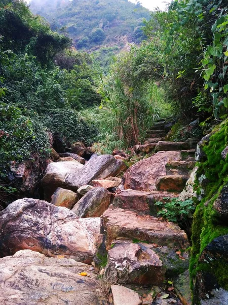 Cascada Bosque — Foto de Stock