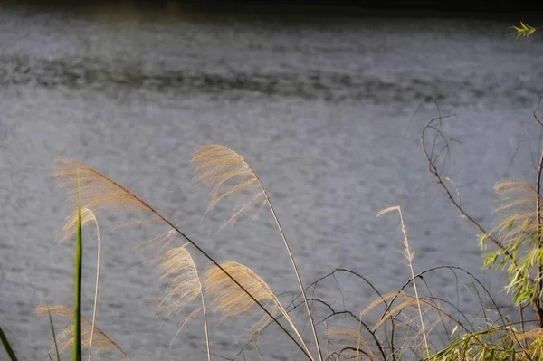 Close View Grass Field — Stock Photo, Image