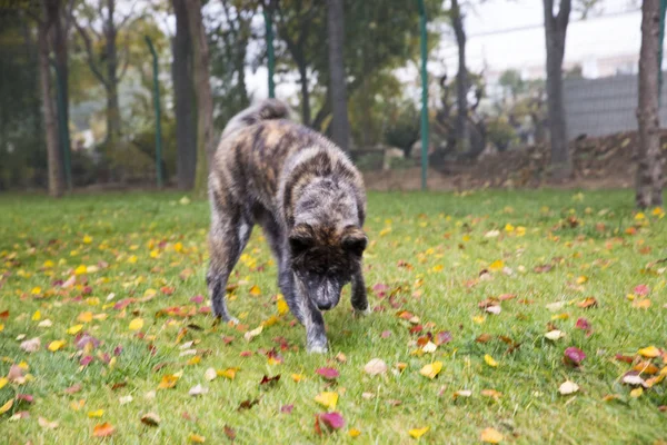 Perro Parque — Foto de Stock