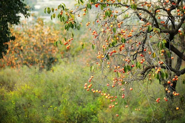 tree branches, flora and nature