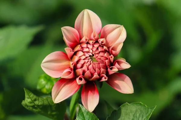 Güzel Pembe Yıldız Çiçeği — Stok fotoğraf