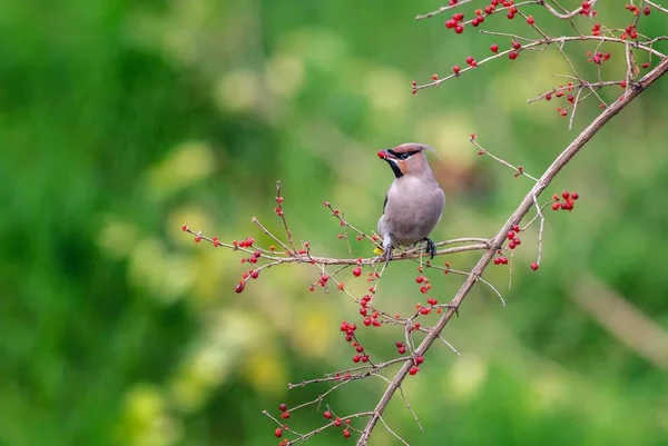 Bir Dala Tünemiş Kuş — Stok fotoğraf