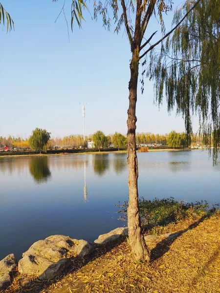 Hermoso Lago Bosque — Foto de Stock