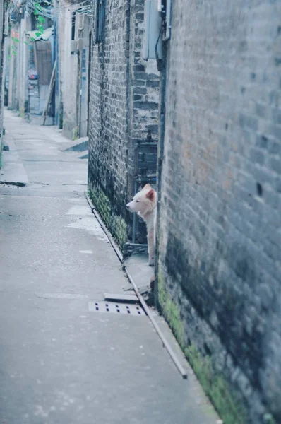 stock image woman walking in the city