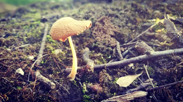 mushrooms in the forest, flora