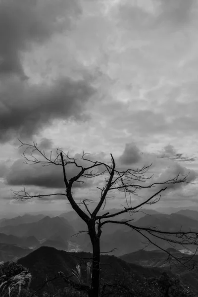 Silhouette Albero Nel Deserto — Foto Stock